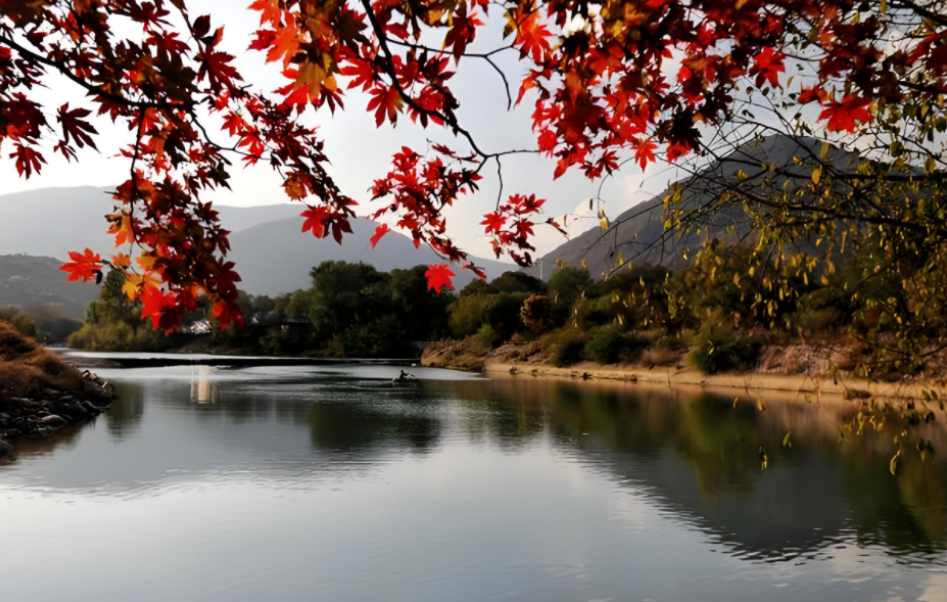 221732239981170855.png 1732239891938.png